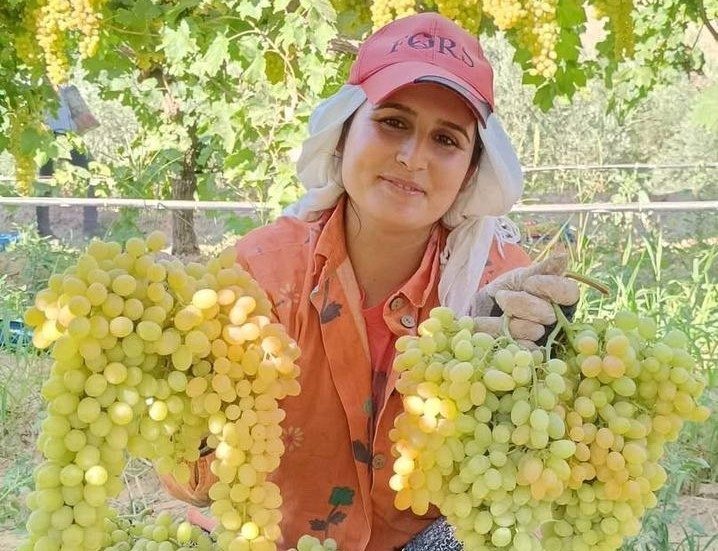 Manisa’nın Sarıgöl Ovası’nda yetişen dünyaca ünlü Sultaniye üzümü ve diğer