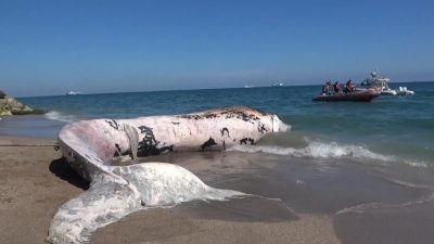 Mersin Körfezi’nde 4 yıl önce ölen ve müze bahçesine gömülen