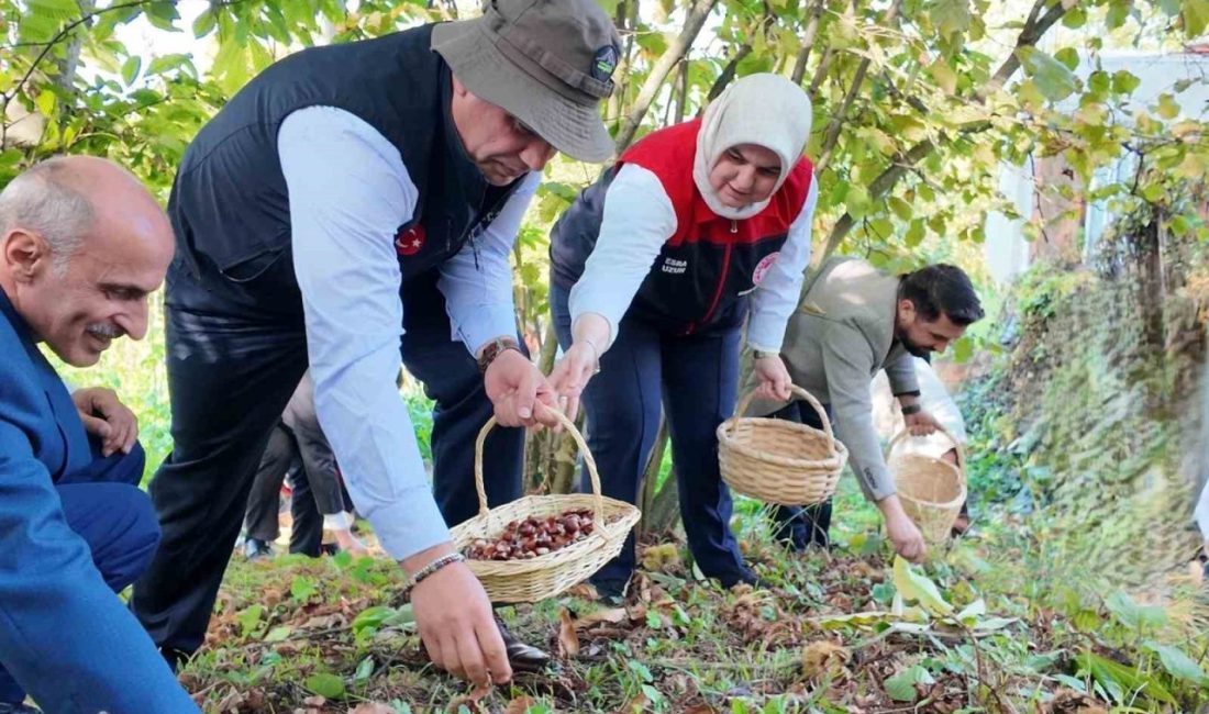 2024’te 794 ton kestane üretimi gerçekleşti Düzce Dağdibi Köyü’nde ‘Kestanesi Hasat Şenliği’ gerçekleştirildi. Coğrafi işaret tescilinin