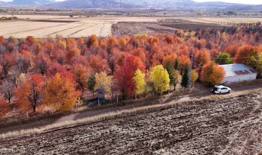 Sivas’taki vişne bahçesi, sonbaharda yağlı boya tablolarını aratmayan bir manzara