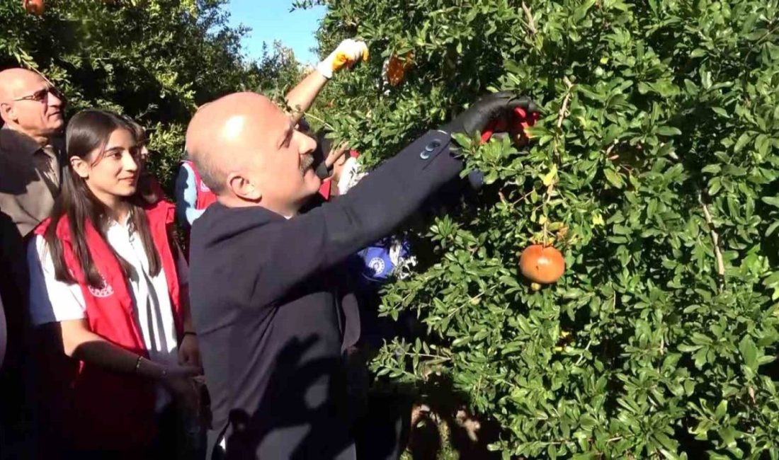 9 ülkeye ihraç edilen narın hasadı başladı Adıyaman’dan dünyanın 9 ülkesine ihraç edilen narın hasadı başladı. Tansiyona