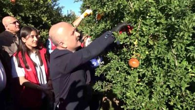 Adıyaman’dan dünyanın 9 ülkesine ihraç edilen narın hasadı başladı. Tansiyona
