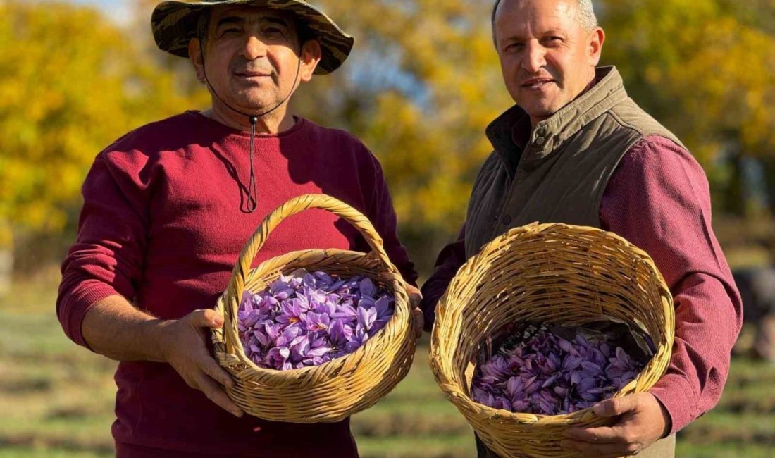 UNESCO Dünya Miras Listesinde yer alan Karabük’ün Safranbolu ilçesinde yetişen