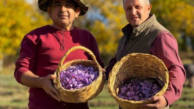 UNESCO Dünya Miras Listesinde yer alan Karabük’ün Safranbolu ilçesinde yetişen