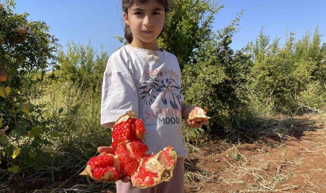 Avrupa Birliği (AB) tarafından coğrafi işaret tescilli Suruç narında hasat