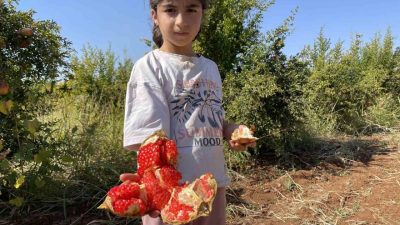 Avrupa Birliği (AB) tarafından coğrafi işaret tescilli Suruç narında hasat