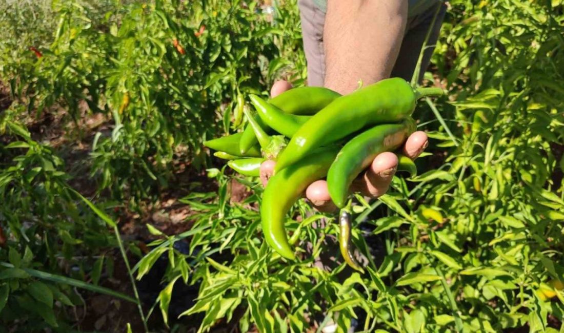 Denizli’nin Beyağaç ilçesine bağlı Yeniçeşme Mahallesi’nde üretilen meşhur ‘Kayaca’ biberinde