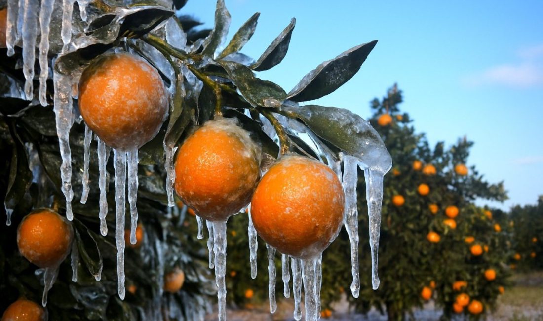 Adana’da Şubat ve Nisan aylarında meydana gelen zirai dondan etkilenen