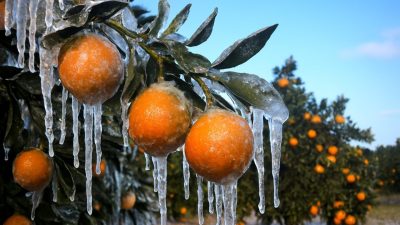 Adana’da Şubat ve Nisan aylarında meydana gelen zirai dondan etkilenen