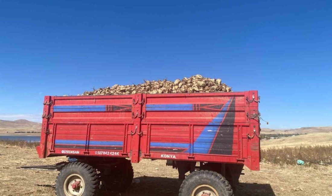 Ağrı’nın Patnos ilçesinde şeker pancarı hasadı hız kesmeden başladı. İlçedeki