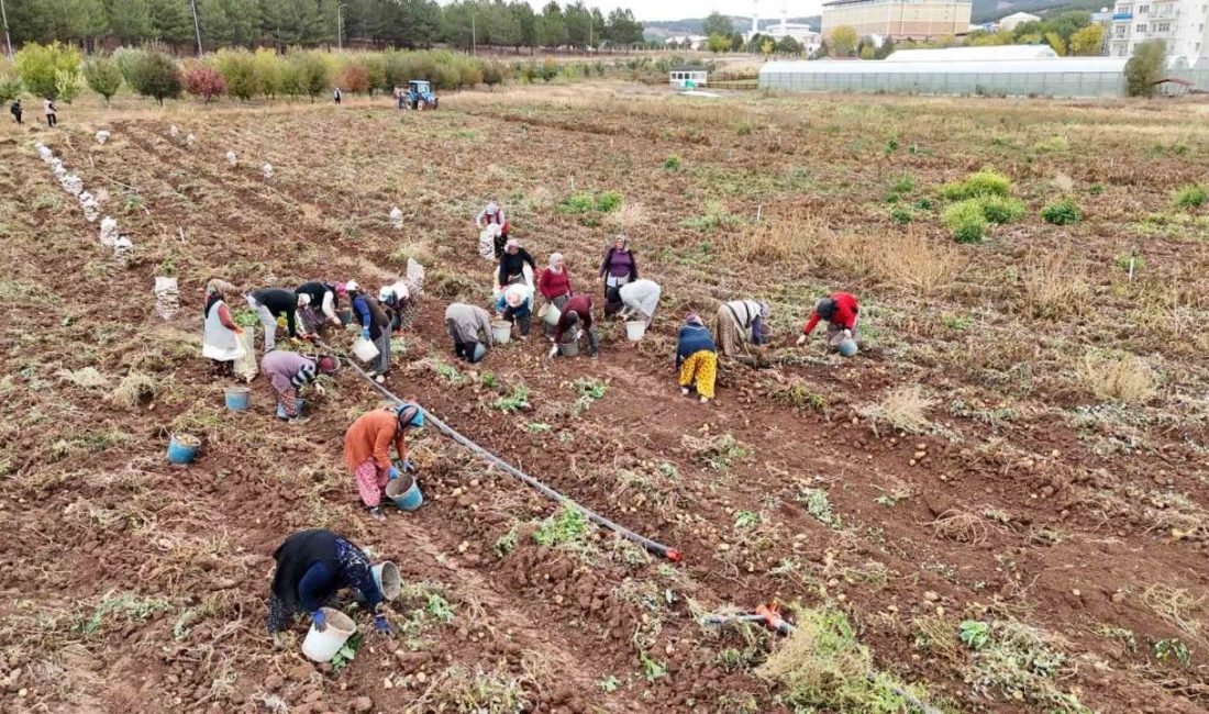 Sivas Cumhuriyet Üniversitesi Tarım Uygulama ve Araştırma Merkezi tarafından yetiştirilen
