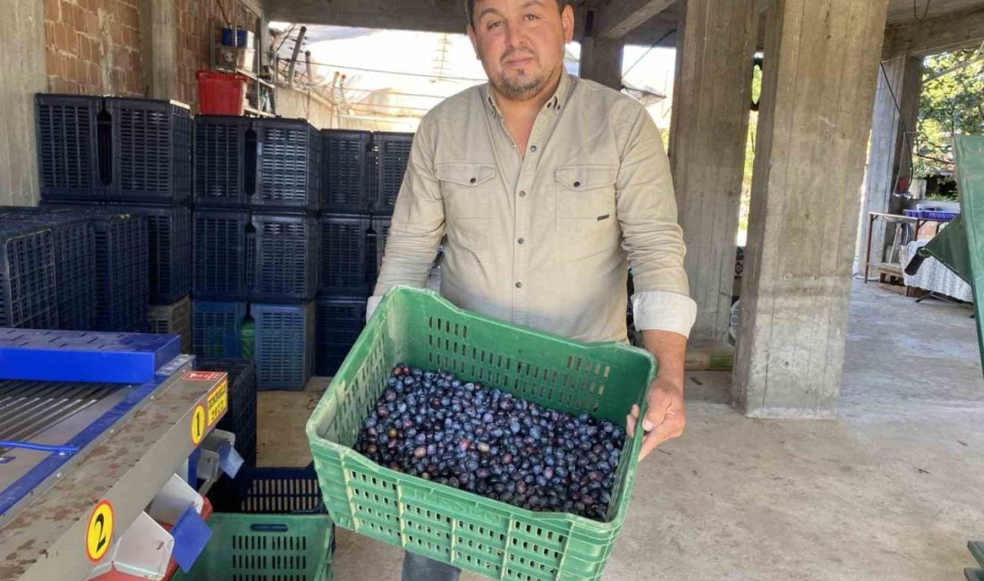 Manisa’nın Alaşehir ilçesinde 2025 yılı sofralık zeytin hasadı ve alımları