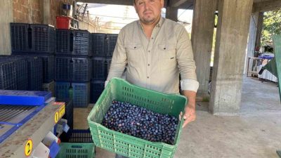 Manisa’nın Alaşehir ilçesinde 2025 yılı sofralık zeytin hasadı ve alımları