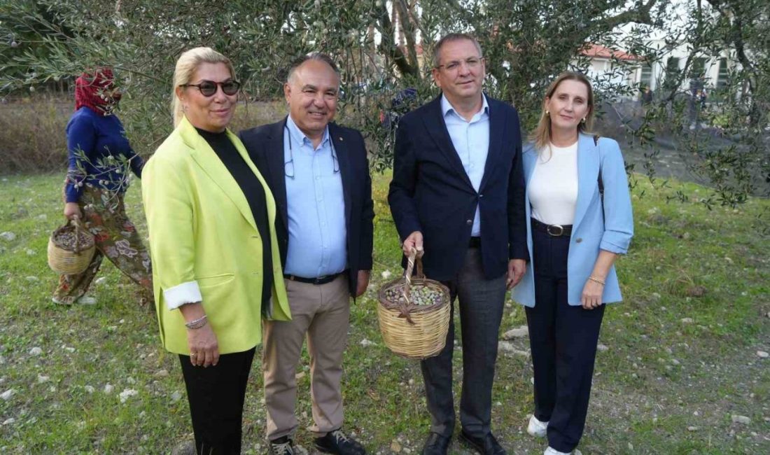 Ali Uçar: “Zeytinyağında hedef markalaşmak” Ayvalık Ticaret Odası Başkanı Ali Uçar, zeytin hasadının başlamasıyla birlikte