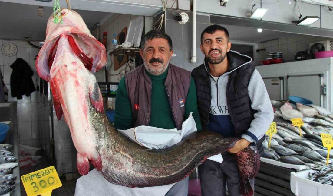 Samsun’un Altınkaya Barajı’nda balıkçılar tarafından 2 metre uzunluğunda, 85 kilogram