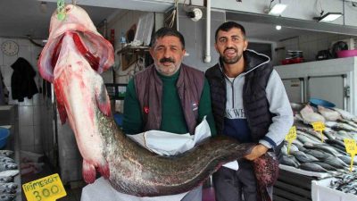 Samsun’un Altınkaya Barajı’nda balıkçılar tarafından 2 metre uzunluğunda, 85 kilogram