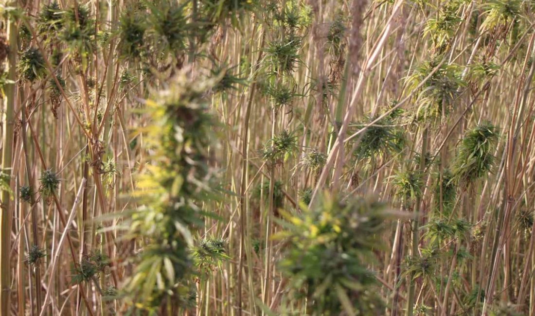 Amasya’da kenevir bitkisinin büyük umutlarla başlayan üretimi hayal kırıklığına dönüştü.