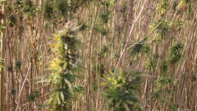 Amasya’da kenevir bitkisinin büyük umutlarla başlayan üretimi hayal kırıklığına dönüştü.