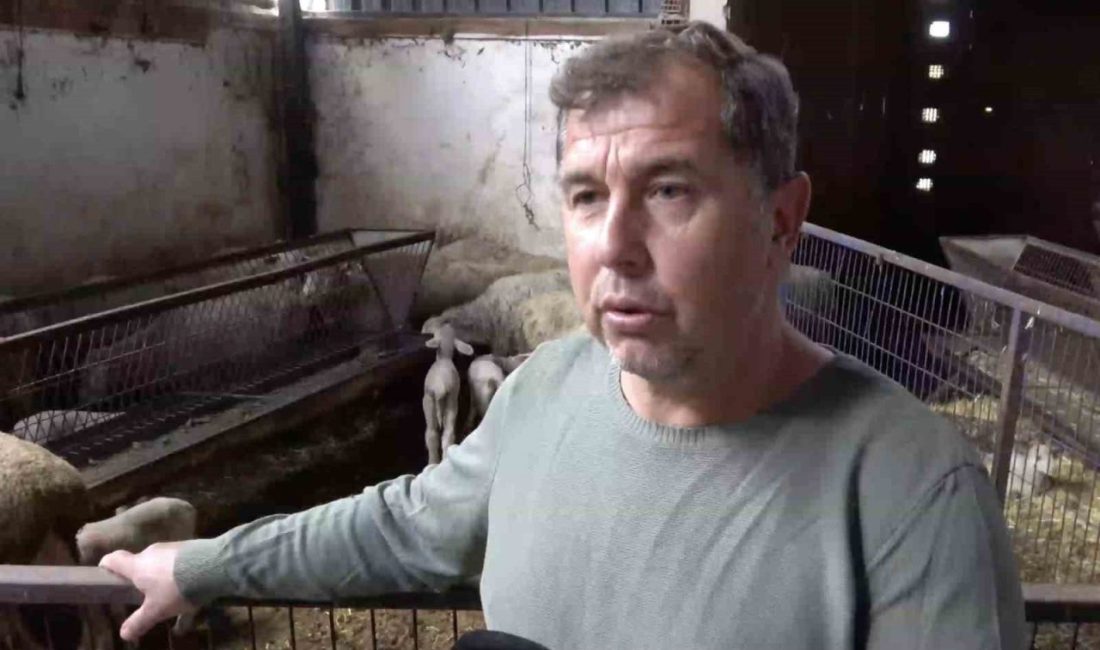 Bursa’nın Yenişehir ilçesinde şap hastalığı nedeniyle annesi ve kardeşleri ölen kuzunun