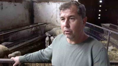 Bursa’nın Yenişehir ilçesinde şap hastalığı nedeniyle annesi ve kardeşleri ölen kuzunun