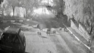Antalya’nın Akseki ilçesine bağlı Alaçeşme Mahallesi’nde yaban domuzları gece yarısı