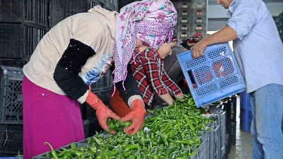 Antalya Ticaret Borsası, Eylül ayında Antalya hallerinde işlem gören domates,