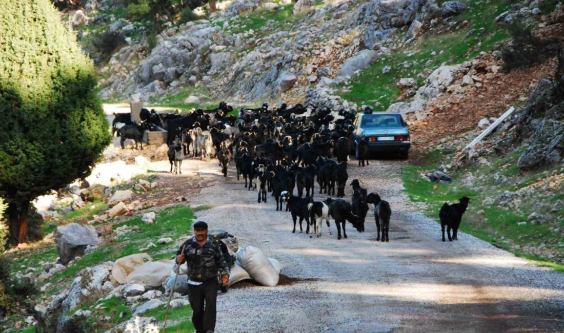 Antalya’da yaz aylarını Toroslar’ın serin yaylalarında geçiren Mayıs ayı sonunda