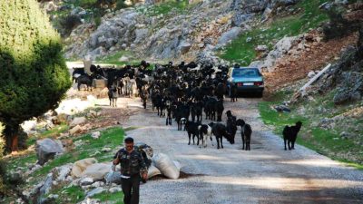 Antalya’da yaz aylarını Toroslar’ın serin yaylalarında geçiren Mayıs ayı sonunda