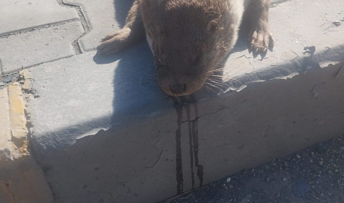 Karabük’te, nesli tükenme tehlikesi altında bulunan bir su samuru, yolun