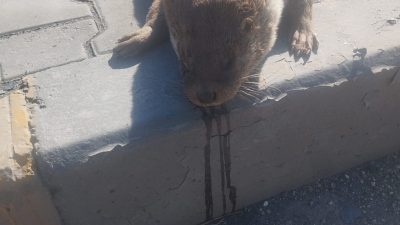 Karabük’te, nesli tükenme tehlikesi altında bulunan bir su samuru, yolun