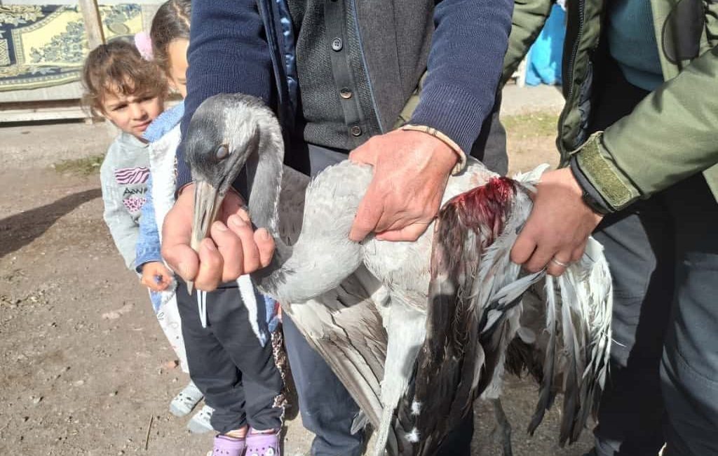 Ardahan’da kanadından yaralı halde arazide bulunan turna kuşu, tedavi altına