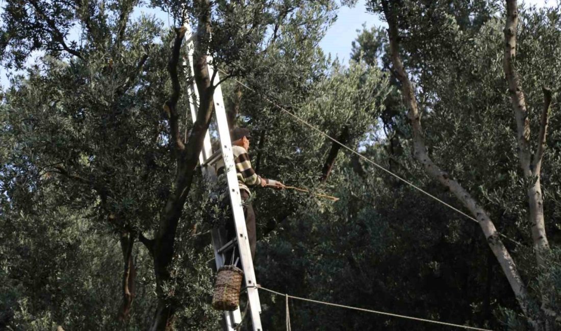 Artvin’in Yusufeli ilçesinde yetiştirilen ve uluslararası alanda “Üstün Lezzet Ödülü”
