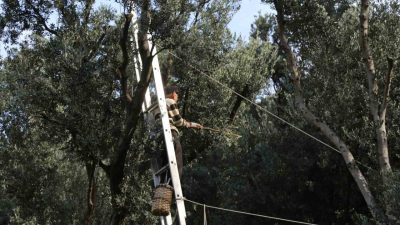 Artvin’in Yusufeli ilçesinde yetiştirilen ve uluslararası alanda “Üstün Lezzet Ödülü”