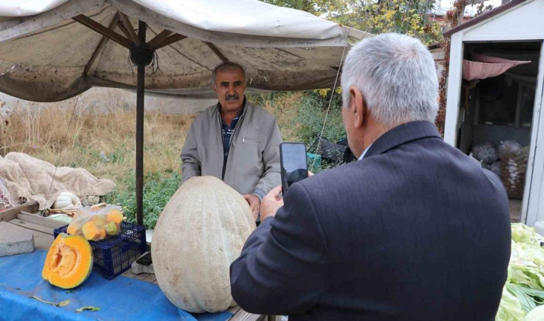 Sivas’ta bir çiftçinin ata tohumundan yetiştirdiği 51 kilogramlık dev bal