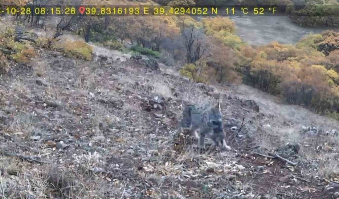 Tunceli’de nesli tehdit altında olduğu için IUCN kırmızı listesinde yer