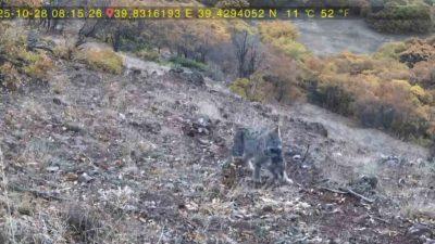 Tunceli’de nesli tehdit altında olduğu için IUCN kırmızı listesinde yer