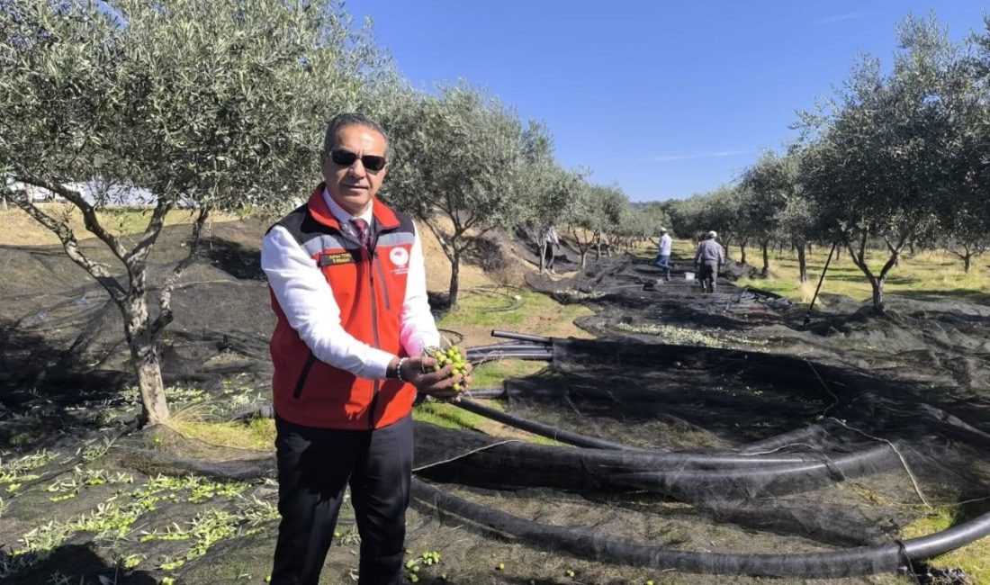 Önemli tarım kentlerinden olan Aydın, hem sofralık hem de yağlık