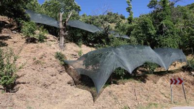 Aydın İl Tarım ve Orman Müdürlüğü, 2025 yılında yaşanan don