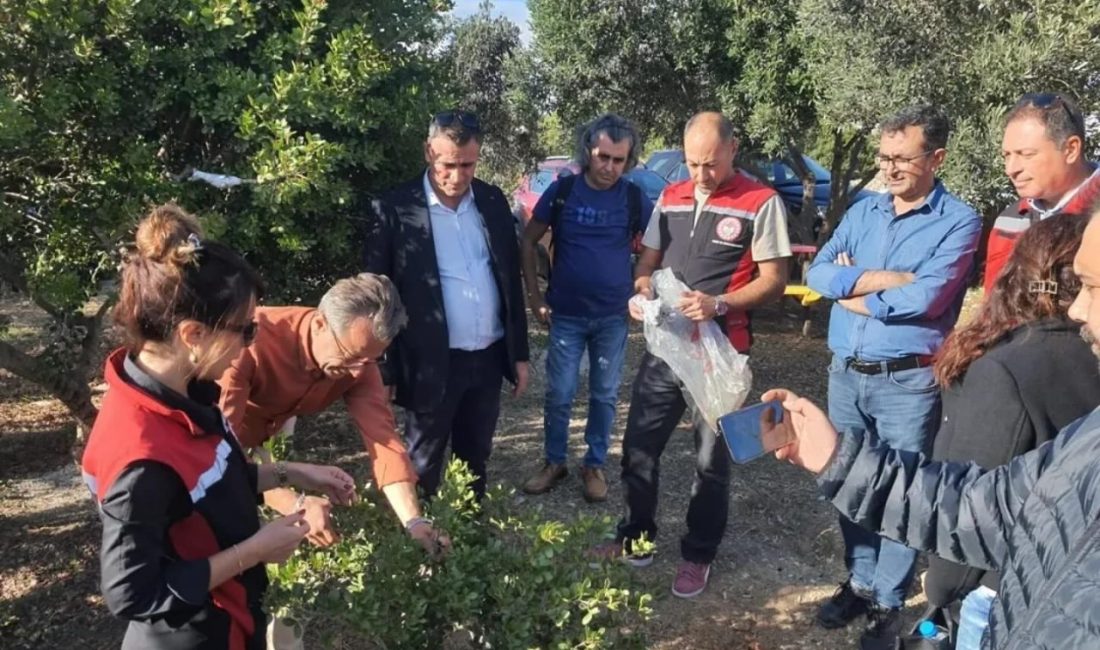 Aydın’da sakız ağacı üretimi yaygınlaştırılacak Aydın’ın Didim ve Kuşadası ilçelerindeki üreticilerin katılımıyla gerçekleştirilen teknik gezide,