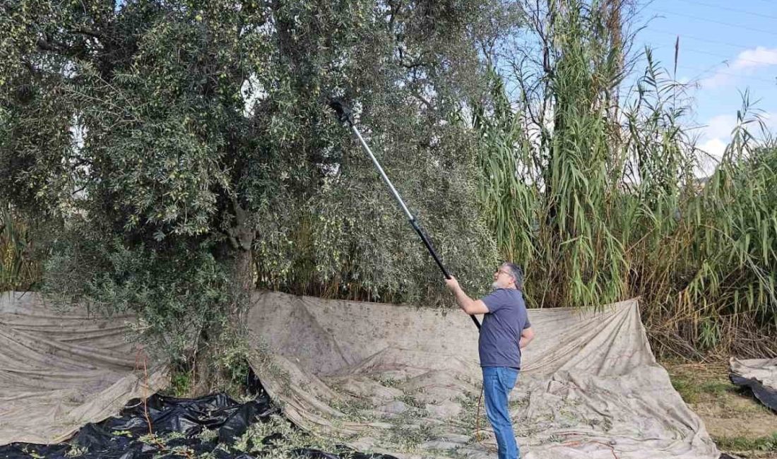 Türkiye’nin en önemli zeytin ve zeytinyağı üretim merkezleriniden bir olan