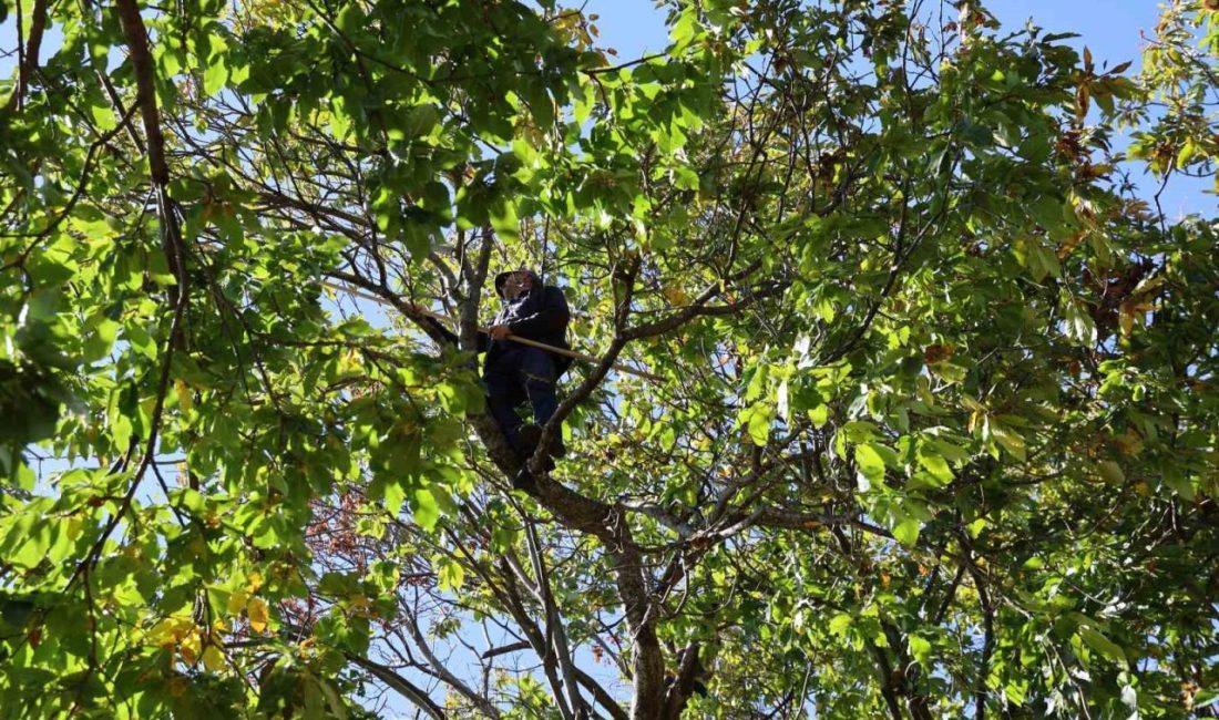 Türkiye’nin en fazla kestane üretiminin yapıldığı Aydın’da hasat sezonunda sona