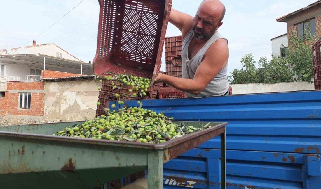 Türkiye’nin önemli zeytin üretim merkezlerinden Balıkesir’in Burhaniye ilçesinde, yağmurların ardından