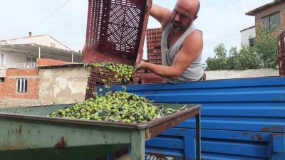Türkiye’nin önemli zeytin üretim merkezlerinden Balıkesir’in Burhaniye ilçesinde, yağmurların ardından