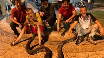 Tayland’ın başkenti Bangkok’ta yağmur sezonu ile birlikte şehirde görülen yılanların