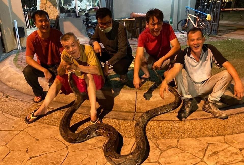 Tayland’ın başkenti Bangkok’ta yağmur sezonu ile birlikte şehirde görülen yılanların