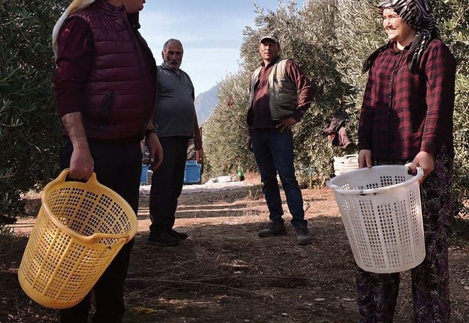 Başkan Öküzcüoğlu çiftçilerle birlikte zeytin hasadı yaptı Manisa’nın Alaşehir ilçesinde zeytin hasat dönemi başladı. Alaşehir Belediye Başkanı