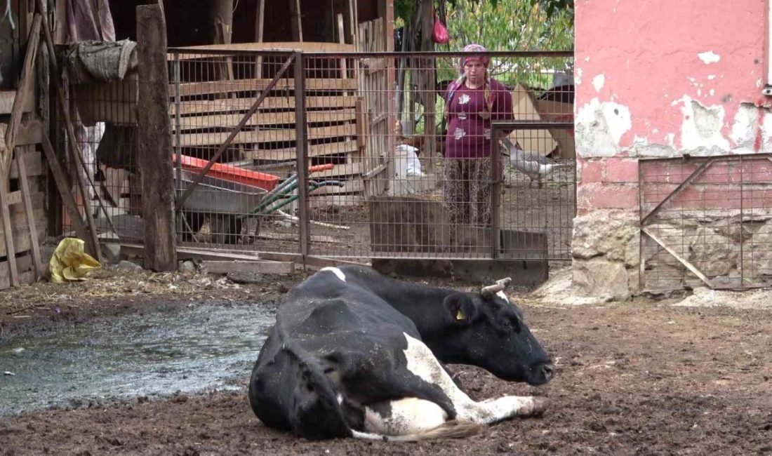 Bursa Damızlık Koyun Keçi Yetiştiricileri Birliği Başkanı Yıldırım Oran, gigortalı