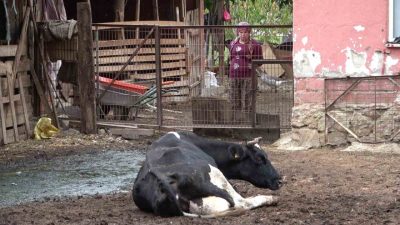 Bursa Damızlık Koyun Keçi Yetiştiricileri Birliği Başkanı Yıldırım Oran, gigortalı