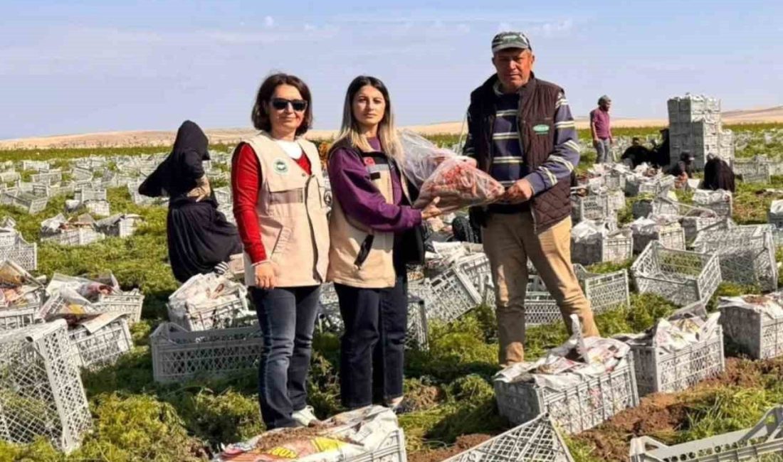 Beypazarı İlçe Tarım ve Orman Müdürlüğü, gıda güvenliği ve halk