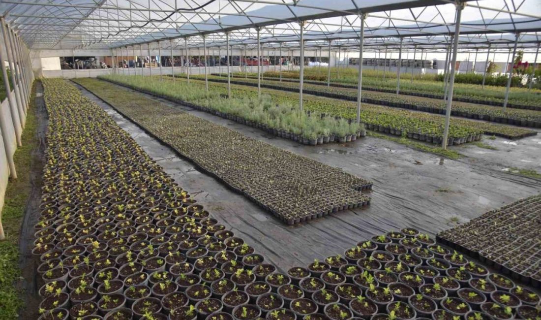 Bilecik Belediyesi Park ve Bahçeler Müdürlüğü tarafından üretilen binlerce çiçek